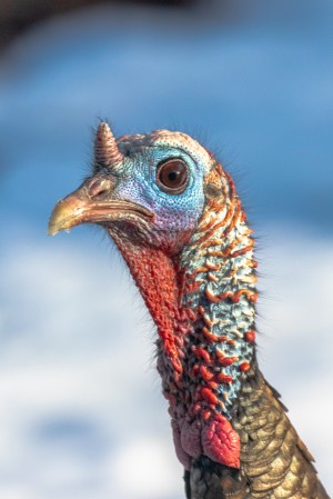 Wild Turkey Beauty Shot